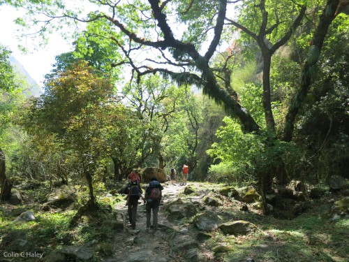 Hiking through lush forest low in the Langtang Valley.